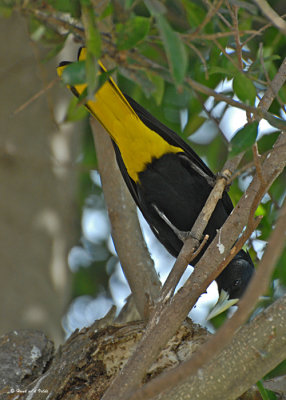 20080228  Yellow-winged Cacique - Mexico 3 765.jpg