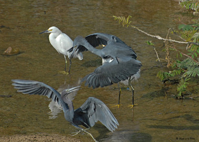 20080223 Little Blue Herons - Mexico 1 542.jpg