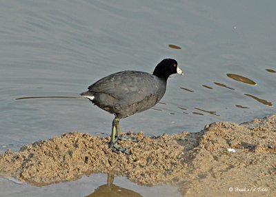 20080228 American Coot _ Mexico 3 662.jpg