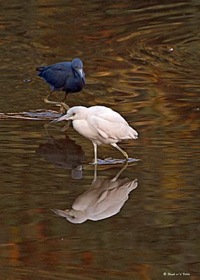 20080228 LB Herons (adult = Blue, Imm = white) - Mexico 3 131.jpg