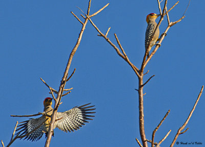 20080225 Golden-cheeked Woodpecker - Mexico 2 119.jpg