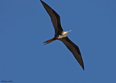 20080223 M Frigatebird (female) Mexico 1 353 .jpg