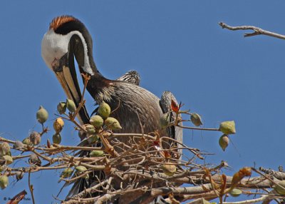 20080223 Br Pelican - Mexico 1 379.jpg