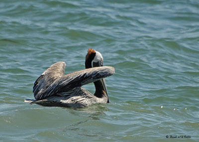 20080223 Brown Pelican - Mexico 1 030.jpg
