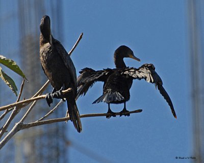 20080223 Neotropic Cormorants (Mexico) 1 269.jpg