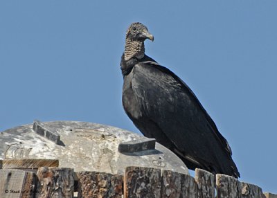 20080225 Black Vulture - Mexico 2 214.jpg