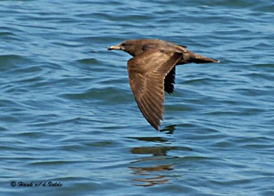 20080223 Pink-footed Shearwater -  Mexico 1 317.jpg