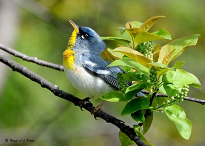 20080509 070 Northern Parula.jpg