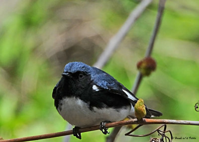 20080509 180 Black-throated Blue Warbler.jpg