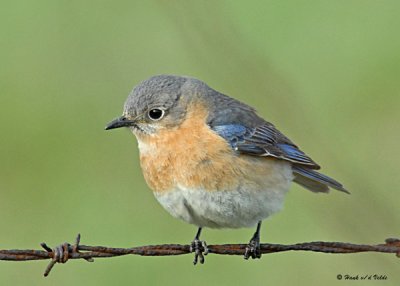 20080502 090 Eastern Bluebird SERIES.jpg