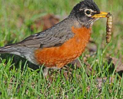 20080424 161American Robin SERIES.jpg