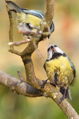 6 avril 2009_028w.jpg