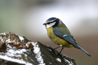 més_bleue011_RT16.jpg
