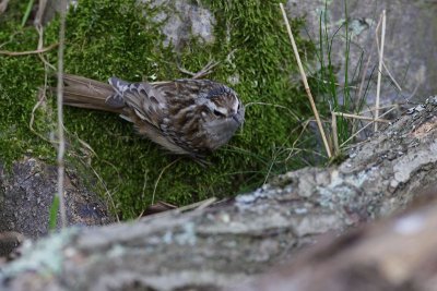 grimpereau_0021w.jpg