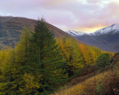 Larch Stand