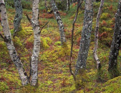 Birch Wood Abstract