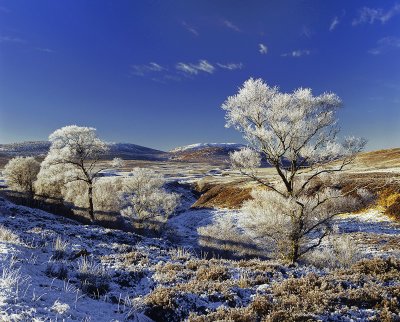 Hoar Frost