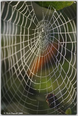 Web