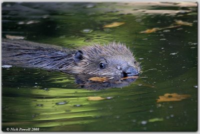 European Beaver (Castor fiber)