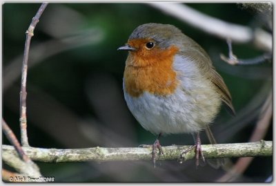 Robin (Erithacus rubecula)