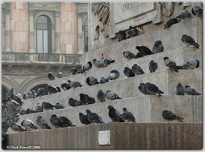 Wino Pigeons