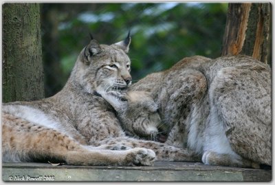 Eurasian lynx (Lynx lynx)