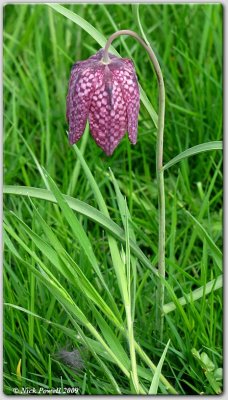 Fritillaria tubiformis