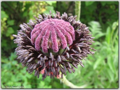 nature_macros