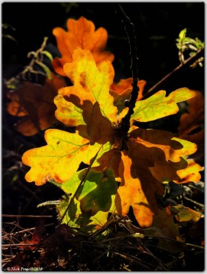 Backlit leaves