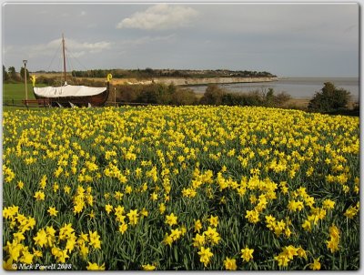 Floating an a sea of daffodils