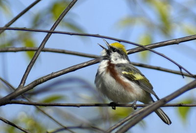 _DSC1436 Paruline  flancs maron.jpg