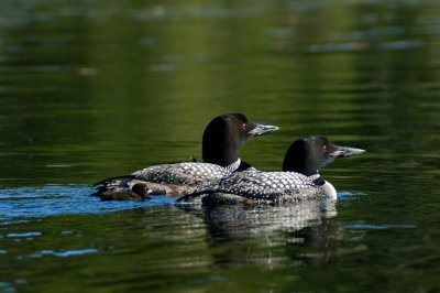 Loons and baby