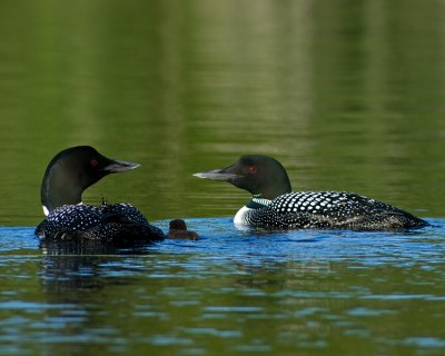 Loons and baby