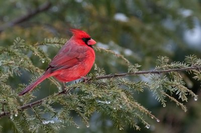 Northern Cardinal