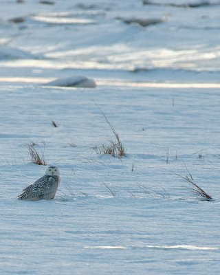 Snowy Owl right before sunset