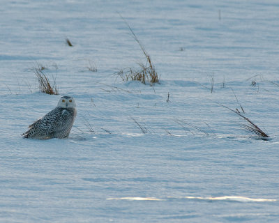 Snowy Owl right before sunset (closer crop)