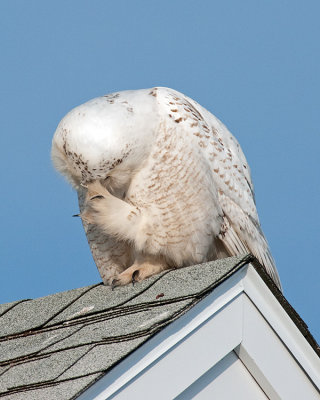 Snowy Owl