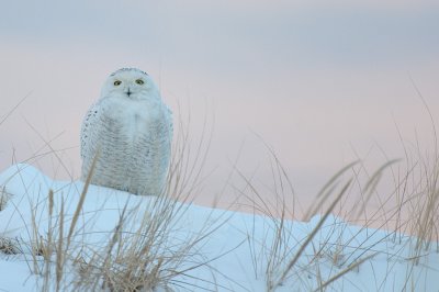 Snowy Owl Sunset