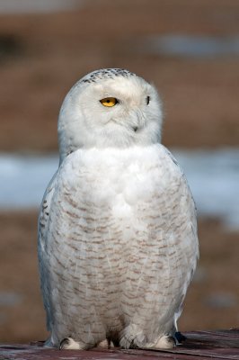 Snowy Owl