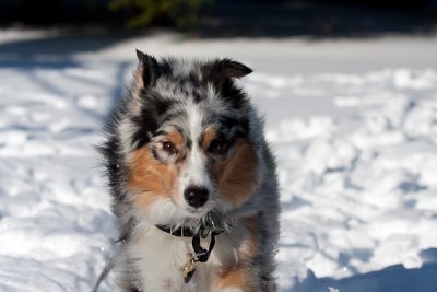 Ash in the snow