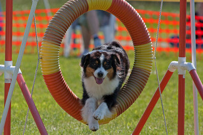 Wag-It CPE, May 23-25, 2009