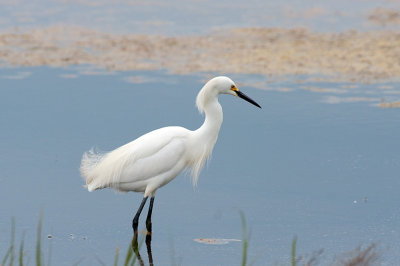 Snowy Egret