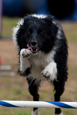 CPE Agility Trial June 20th 2009