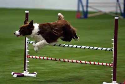 CPE Agility Trial Oct Hampstead, NH