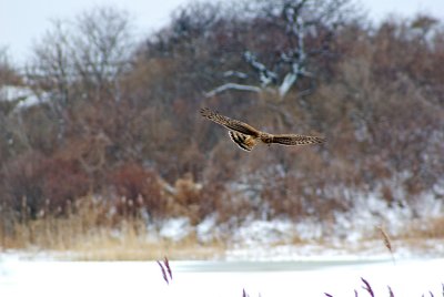 NorthernHarrier1.jpg