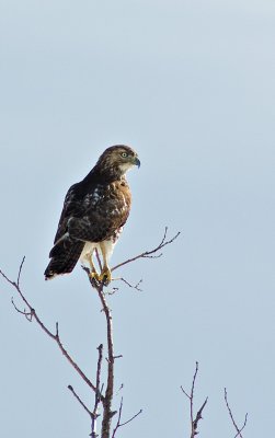 Immature Red Tail Hawk