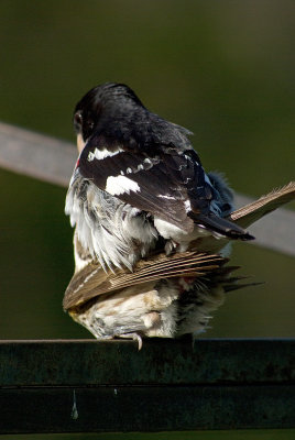 Rose-breasted Grosbeaks