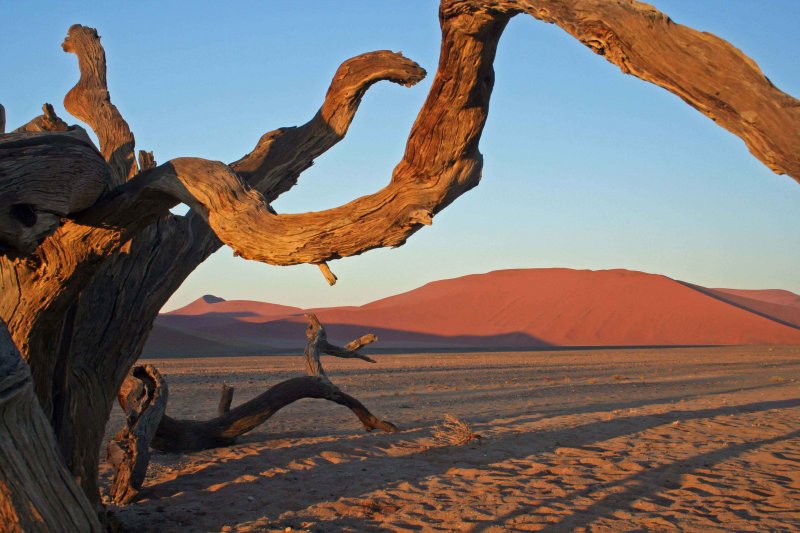 Dead Tree in Deadvlei - Namibia