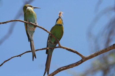 Swallowtail bee-eaters