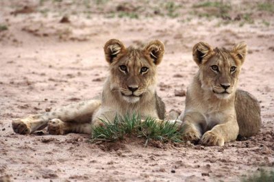 Watchful cubs